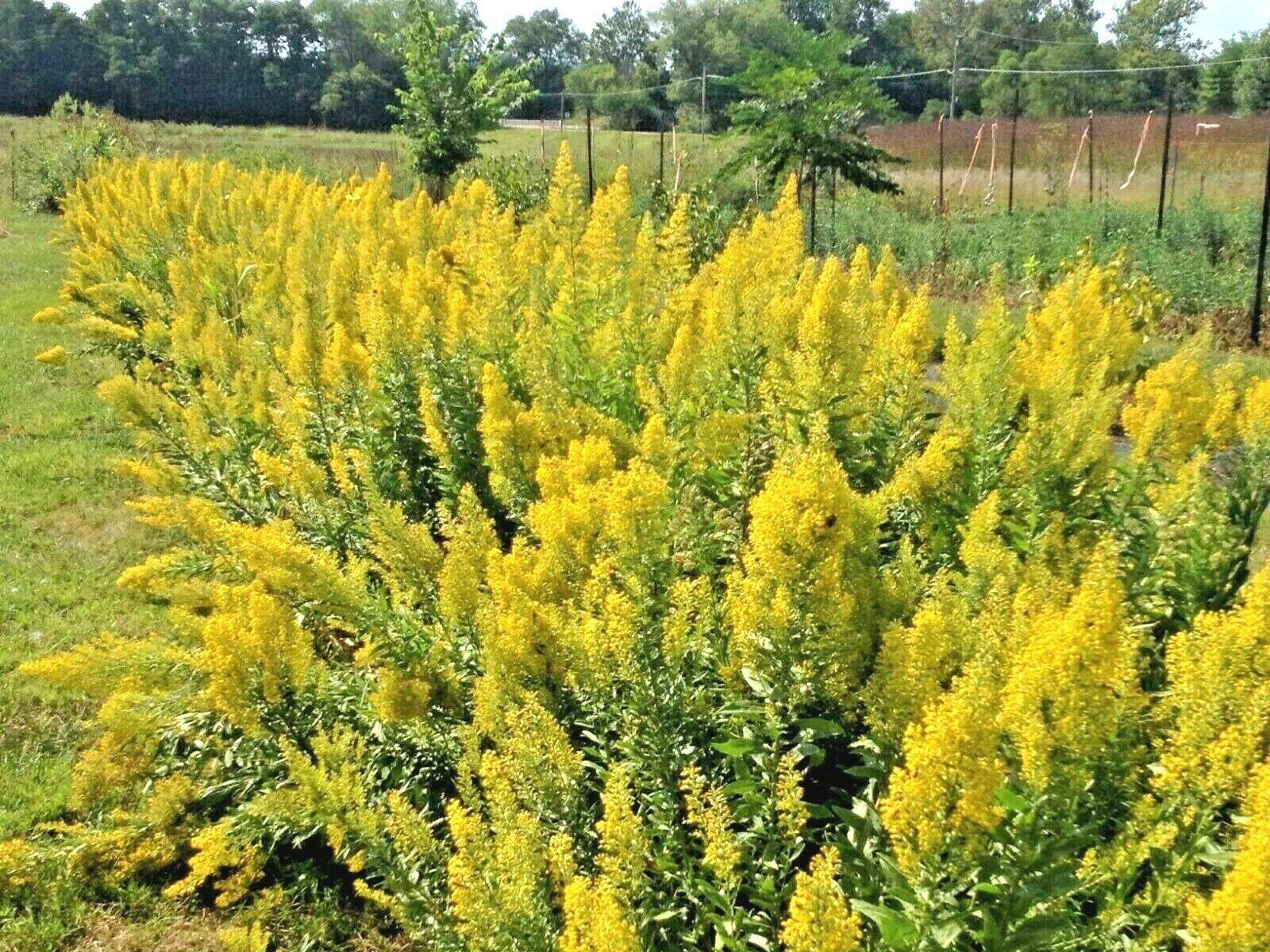 100 Goldenrod - Solidago Seeds - Seed World