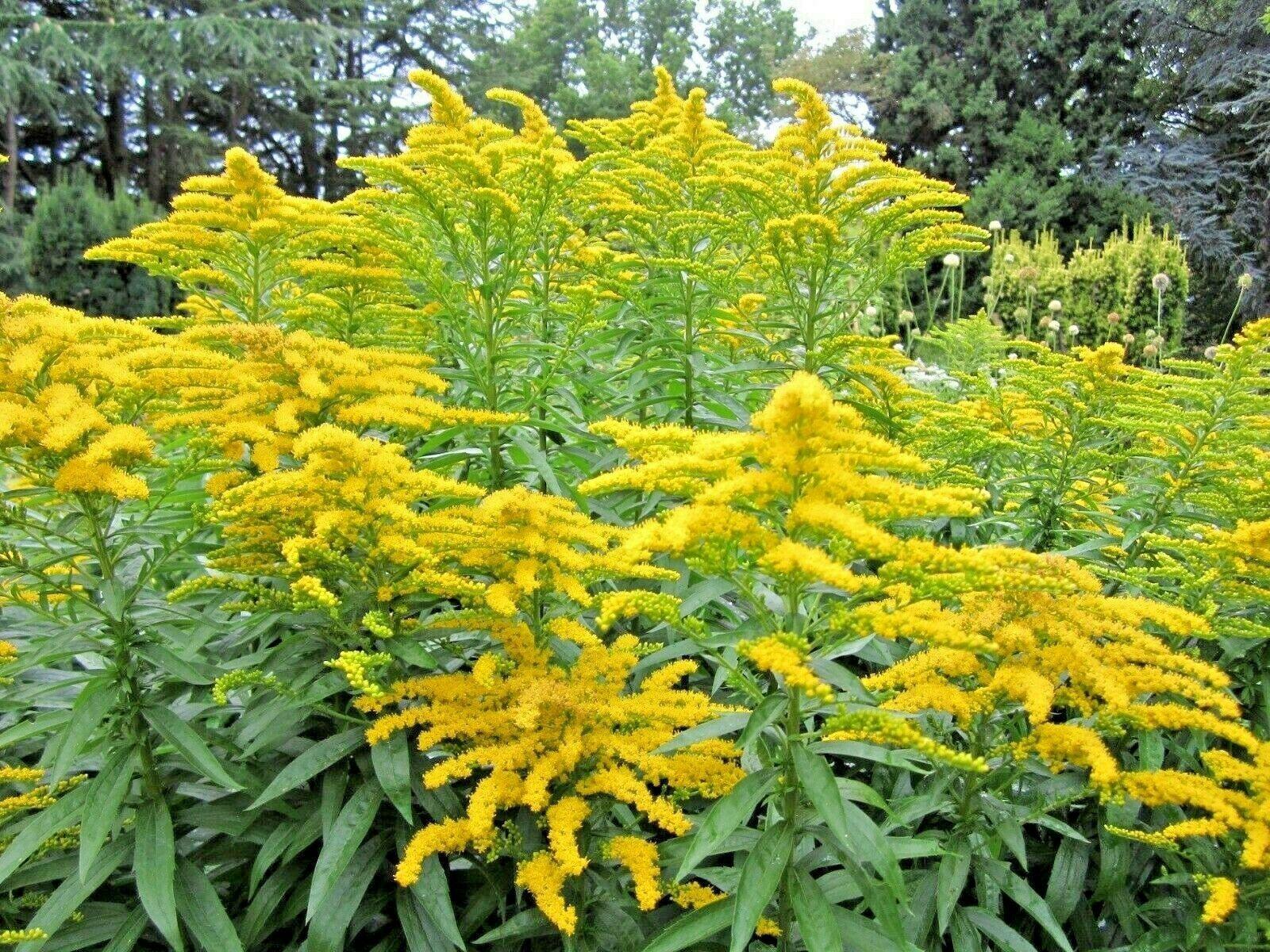 100 Goldenrod - Solidago Seeds - Seed World