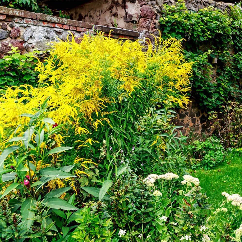 100 Goldenrod - Solidago Seeds - Seed World