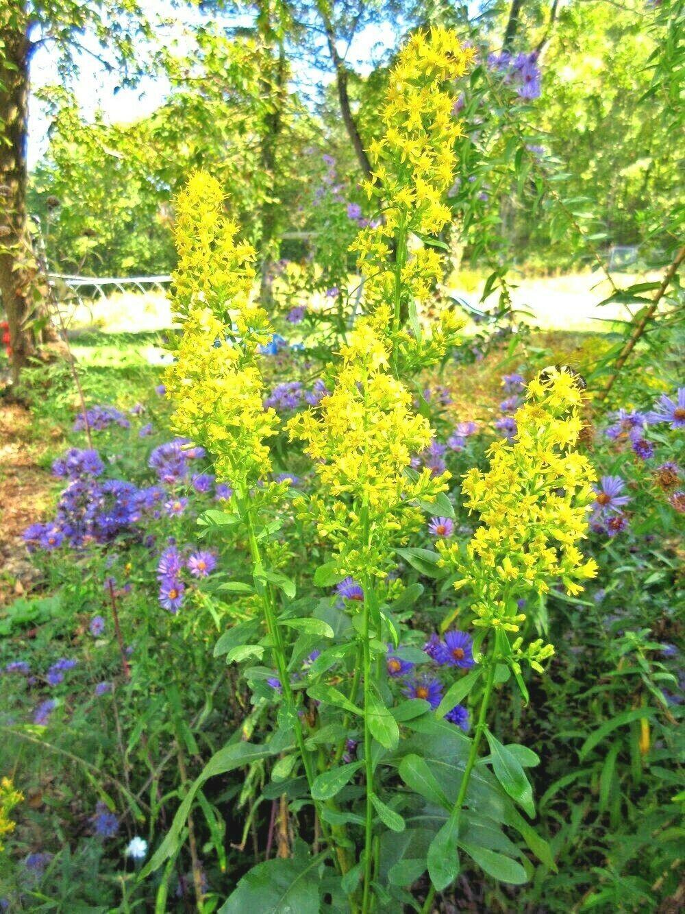 100 Goldenrod - Solidago Seeds - Seed World