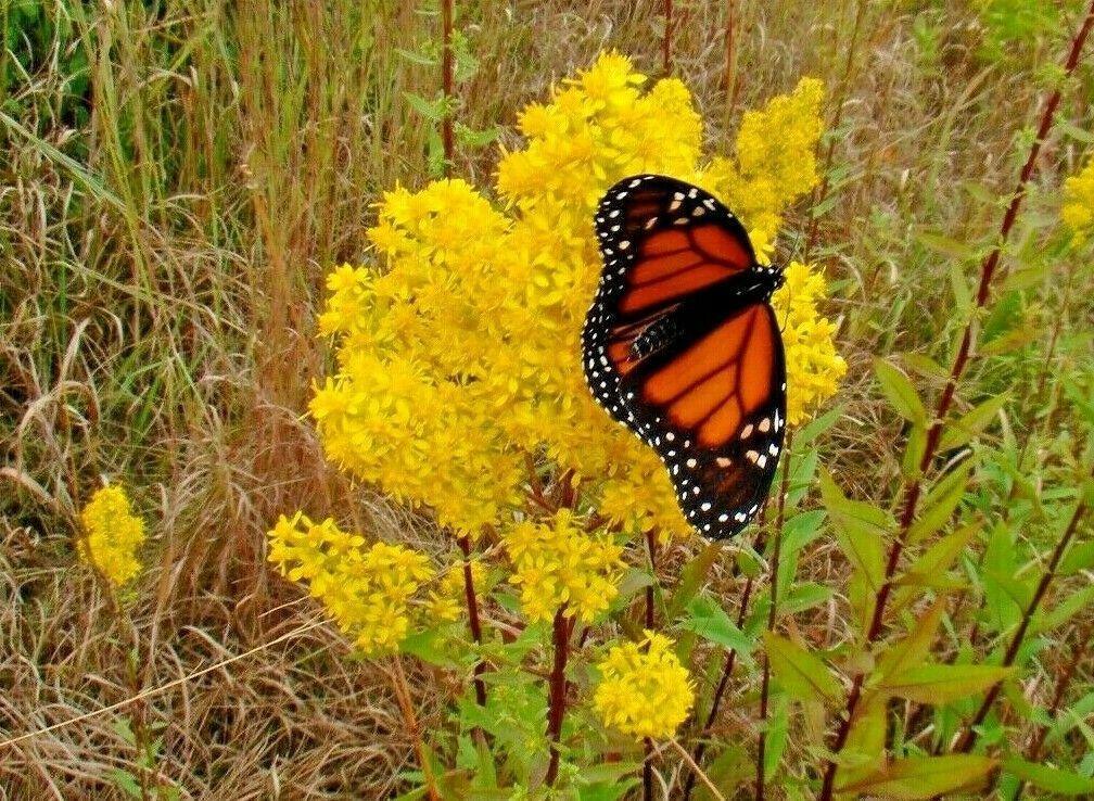 100 Goldenrod - Solidago Seeds - Seed World