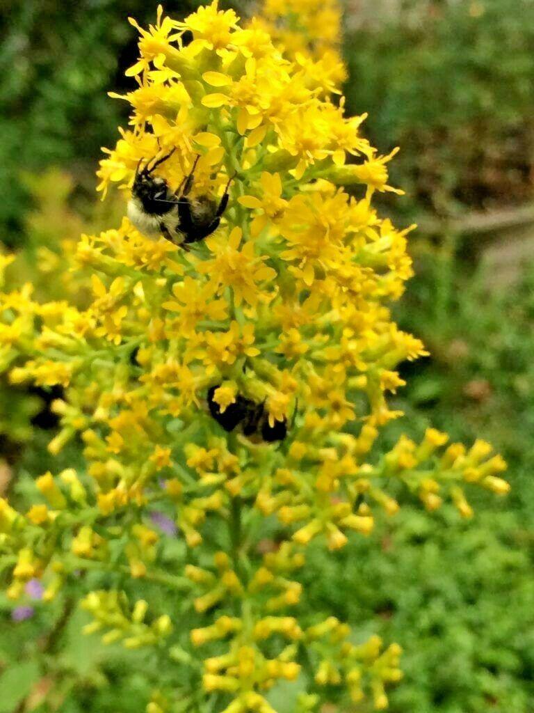 100 Goldenrod - Solidago Seeds - Seed World