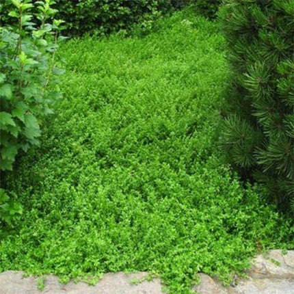 Green shrubbery in a garden setting with other plants around