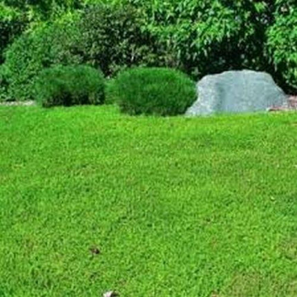 Green lawn with bushes and a rock in the background