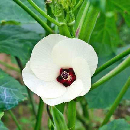 100 Green Emerald Okra Seeds - Seed World