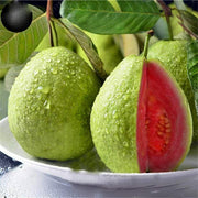 100 Guava Fruit Tree Seeds - Seed World