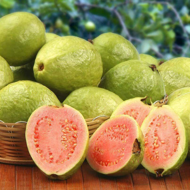 100 Guava Fruit Tree Seeds - Seed World