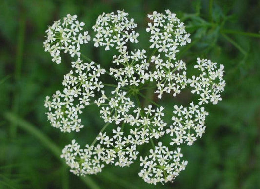 100 Hemlock Conium Maculatum Seeds - Seed World