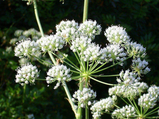 100 Hemlock Conium Maculatum Seeds - Seed World
