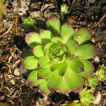 100 Hens and Chickens Seeds - Seed World