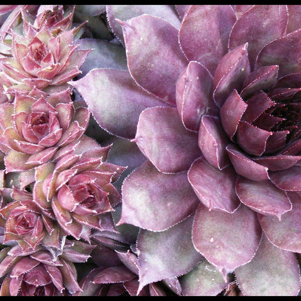 100 Hens and Chickens Seeds - Seed World