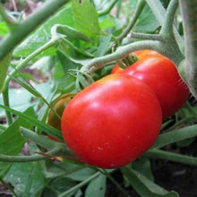 100 Homestead Tomato Seeds - Seed World