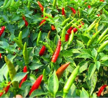 100 Hot Chili Pepper Annuum Mix Plant Seeds - Seed World