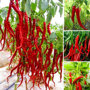 100 Hot Chili Pepper Annuum Mix Plant Seeds - Seed World