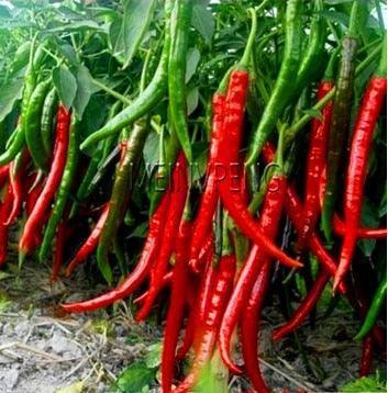 100 Hot Chili Pepper Annuum Mix Plant Seeds - Seed World