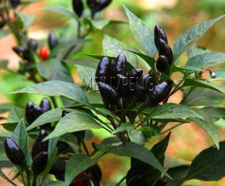 100 Hot Chili Pepper Annuum Mix Plant Seeds - Seed World