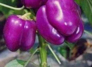 100 Hot Chili Pepper Annuum Mix Plant Seeds - Seed World