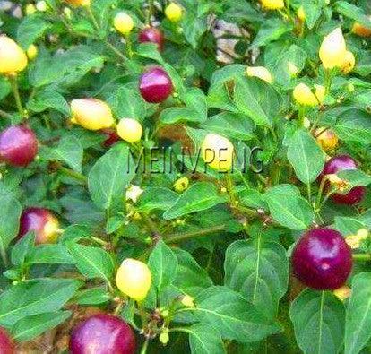 100 Hot Chili Pepper Annuum Mix Plant Seeds - Seed World