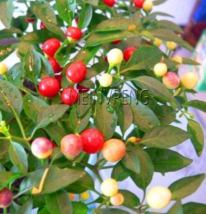 100 Hot Chili Pepper Annuum Mix Plant Seeds - Seed World