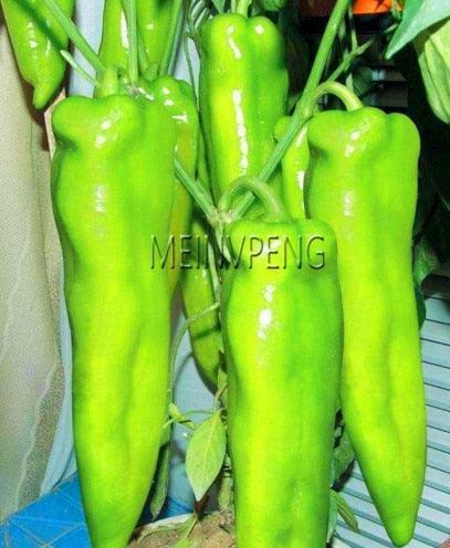 100 Hot Chili Pepper Annuum Mix Plant Seeds - Seed World