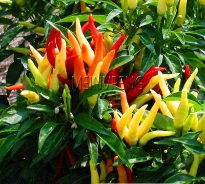 100 Hot Chili Pepper Annuum Mix Plant Seeds - Seed World