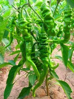 100 Hot Chili Pepper Annuum Mix Plant Seeds - Seed World