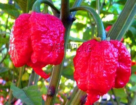 100 Hot Chili Pepper Annuum Mix Plant Seeds - Seed World