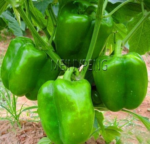 100 Hot Chili Pepper Annuum Mix Plant Seeds - Seed World