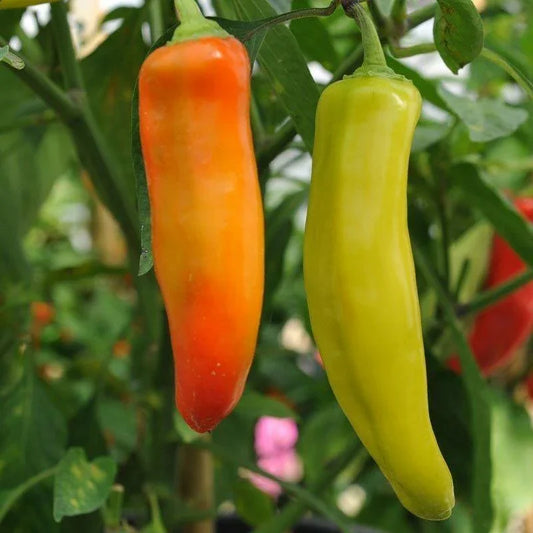 100 Hungarian Wax Hot Pepper Seeds - Seed World