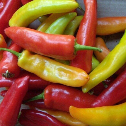 100 Hungarian Wax Hot Pepper Seeds - Seed World