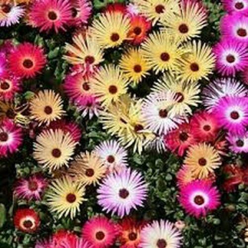 100 Ice Plant - Livingston Daisy Mixed Seeds - Seed World
