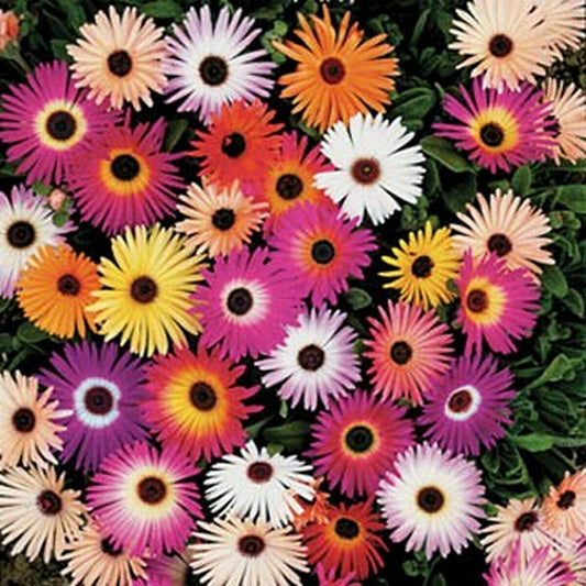 100 Ice Plant - Livingston Daisy Mixed Seeds - Seed World