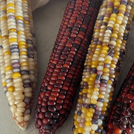 100 Indian Ornamental Corn Seeds - Seed World