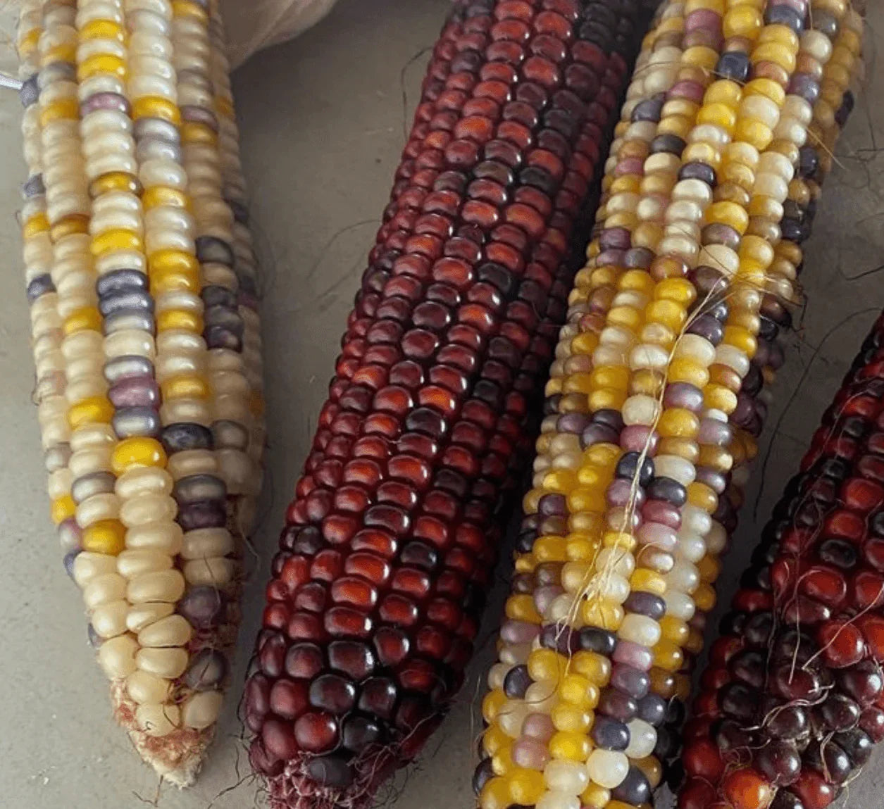 100 Indian Ornamental Corn Seeds - Seed World