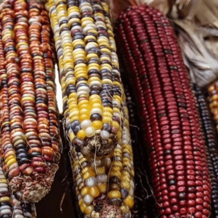 100 Indian Ornamental Corn Seeds - Seed World