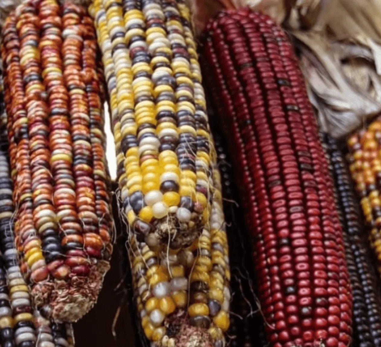 100 Indian Ornamental Corn Seeds - Seed World