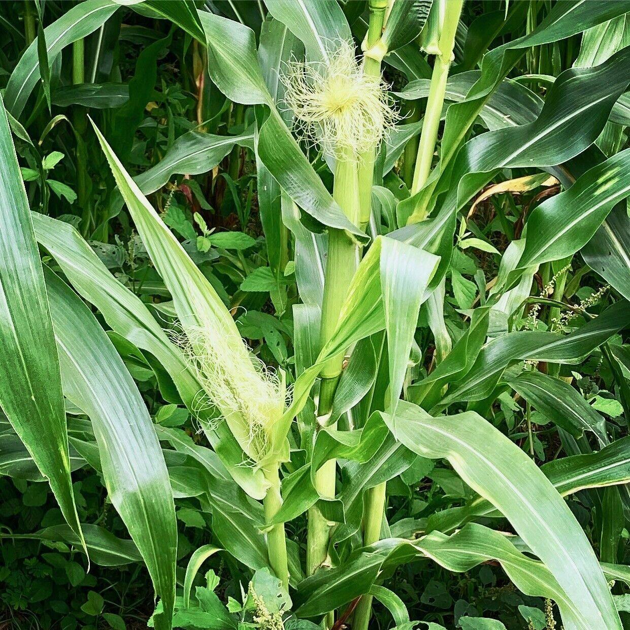 100 Indian Ornamental Corn Seeds - Seed World