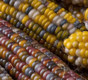 100 Indian Ornamental Corn Seeds - Seed World
