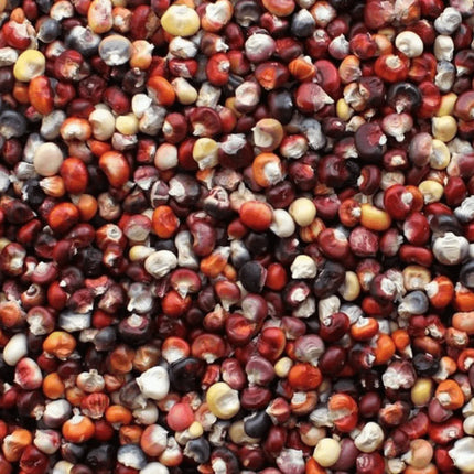 100 Indian Ornamental Corn Seeds - Seed World