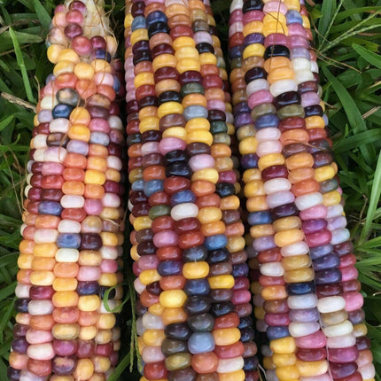 100 Indian Ornamental Corn Seeds - Seed World
