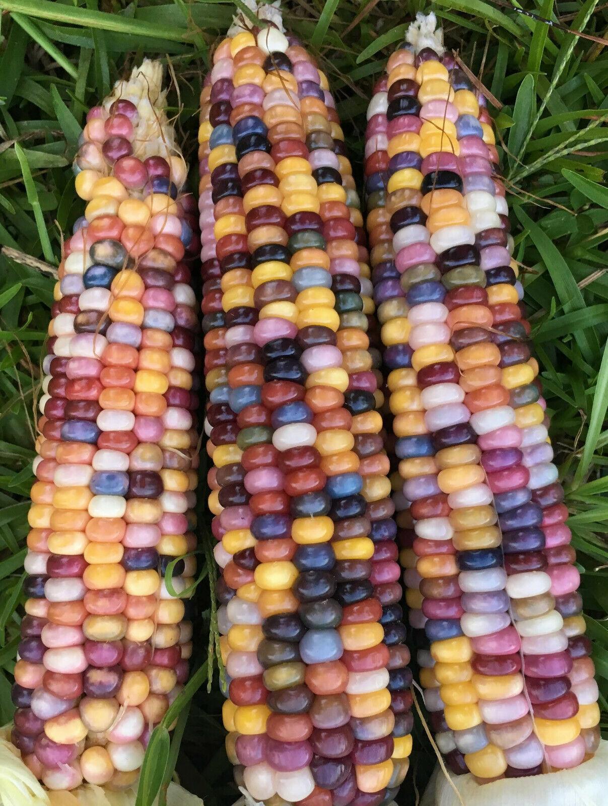100 Indian Ornamental Corn Seeds - Seed World