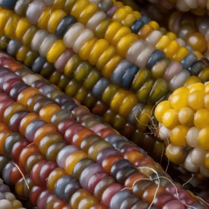100 Indian Ornamental Corn Seeds - Seed World
