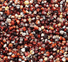 100 Indian Ornamental Corn Seeds - Seed World