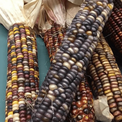 100 Indian Ornamental Corn Seeds - Seed World