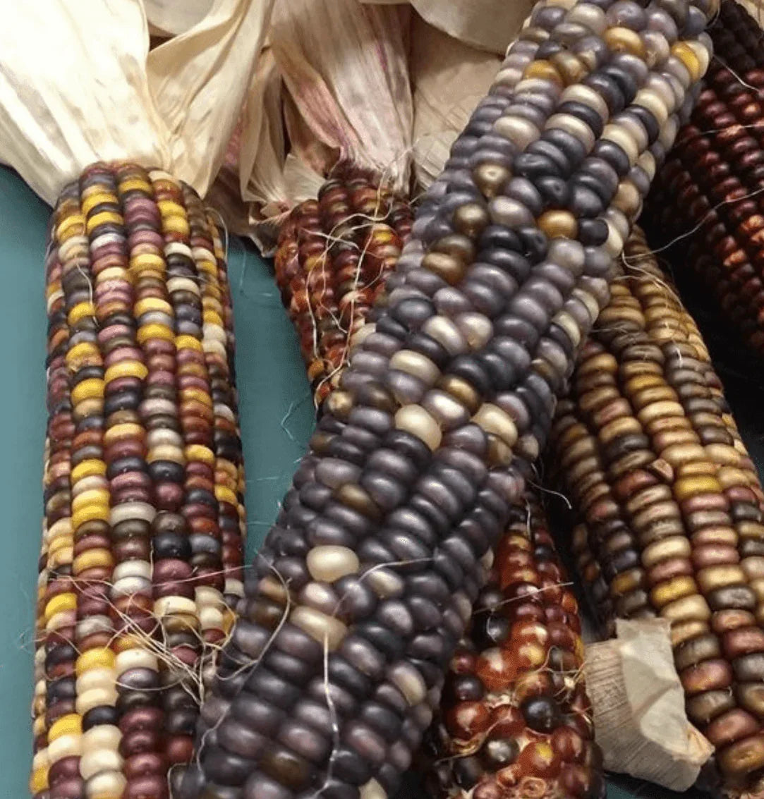100 Indian Ornamental Corn Seeds - Seed World