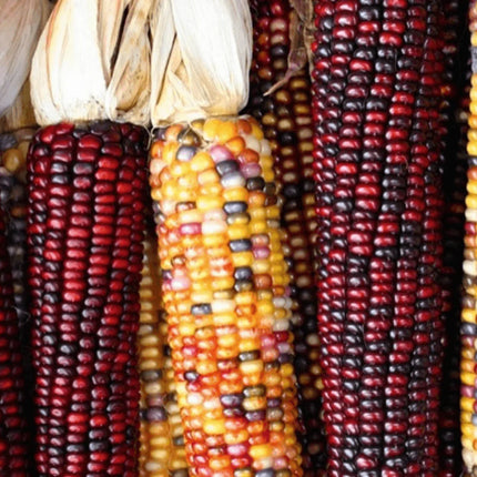 100 Indian Ornamental Corn Seeds - Seed World