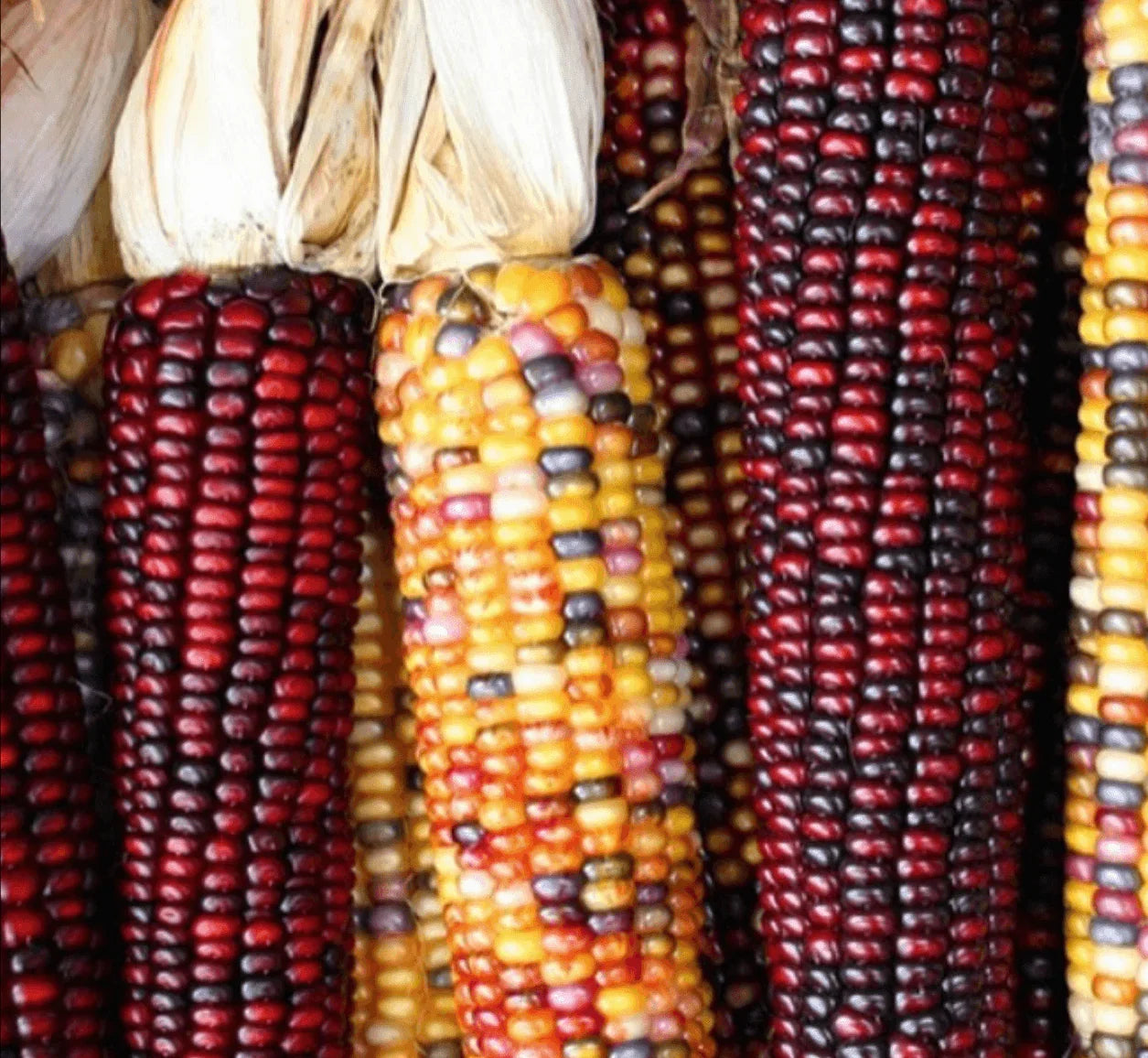 100 Indian Ornamental Corn Seeds - Seed World