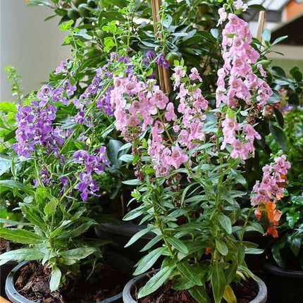 100 Italian Sage - Salvia Officinalis NON-GMO - Seed World