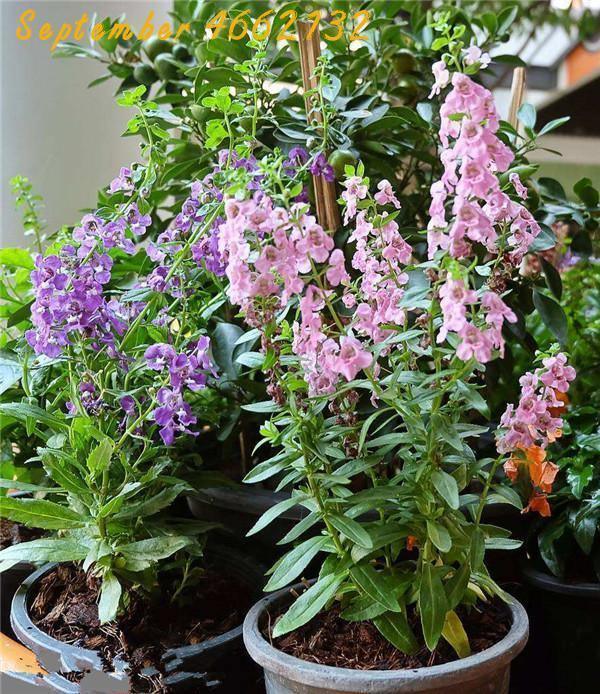 100 Italian Sage - Salvia Officinalis NON-GMO - Seed World