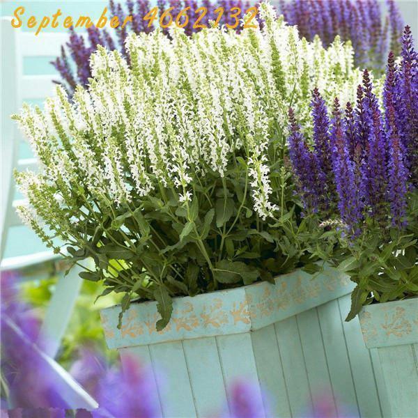 100 Italian Sage - Salvia Officinalis NON-GMO - Seed World